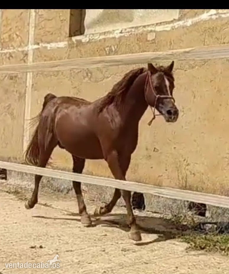 Caballo árabe entero 14 años domado  in 