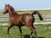Caballo árabe entero 14 años domado 