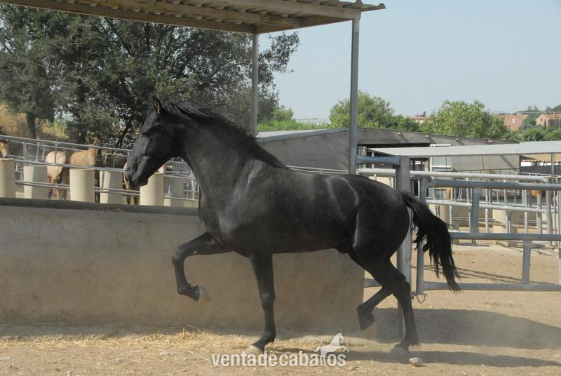 Caballo PRE negro montado / domado in 