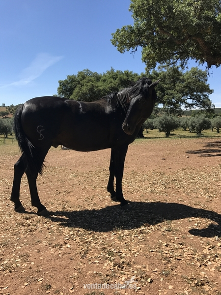 Potro lusitano negro  in 