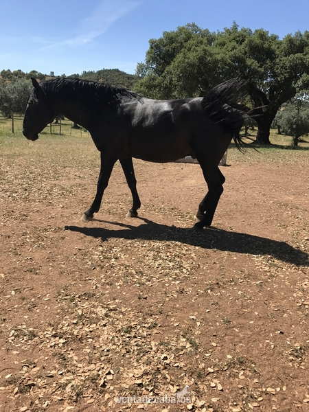 Lusitano