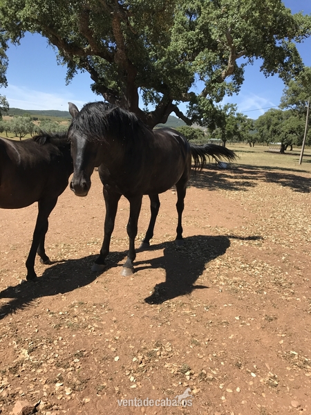 Lusitano {TYPE}