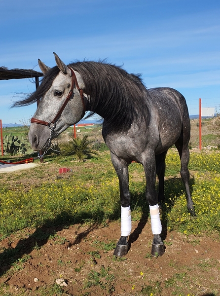 potro Con 4años  - Caballos Pura Raza Española (P.R.E.) in 