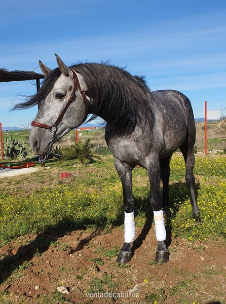 potro Con 4años  - Caballos Pura Raza Española (P.R.E.) in 