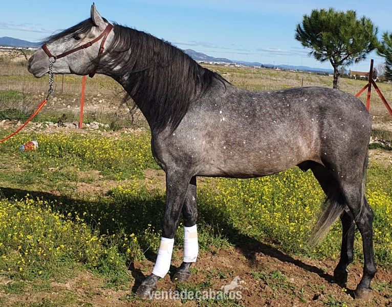 potro Con 4años  - Caballos Pura Raza Española (P.R.E.)