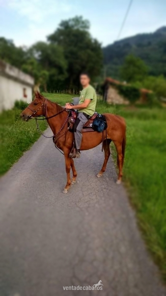 Angloarabe preñada de Appalosa in 