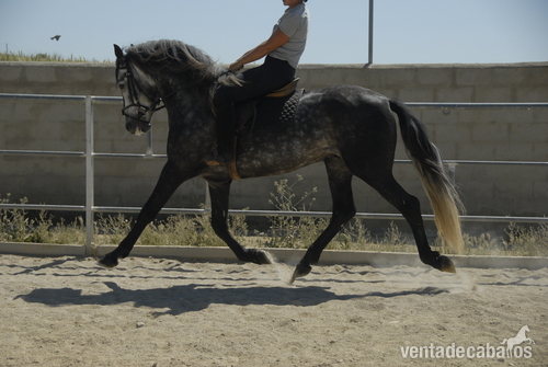60 caballos PRE montados / domados in 