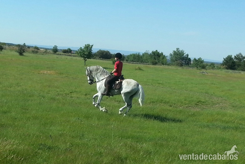 venta pre 10 años - Caballos Pura Raza Española (P.R.E.) Pura Raza Española