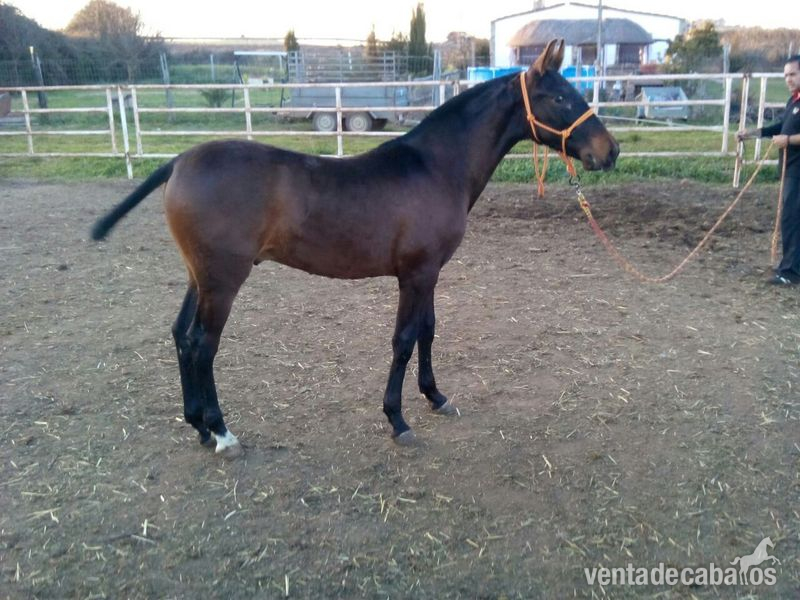 venta de potro pre in 