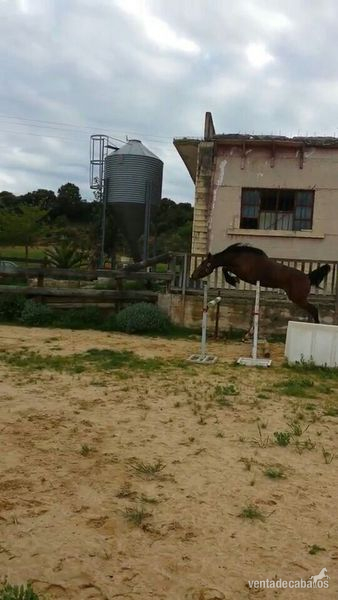 POtra CDE salto. in 