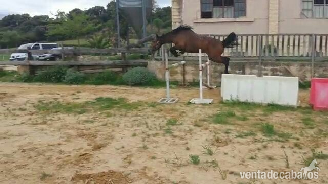 Caballo de Deporte Español (CDE)