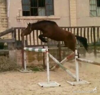Caballo de Deporte Español (CDE) {TYPE}