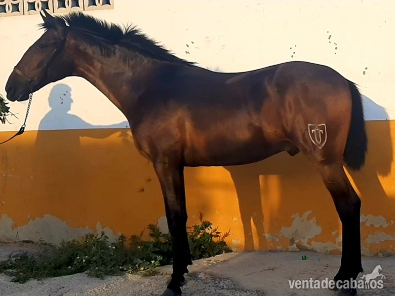 POTRO PRE 14 MESES CON EL GEN DILUIDO. in 
