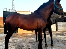 POTRO PRE 14 MESES CON EL GEN DILUIDO.
