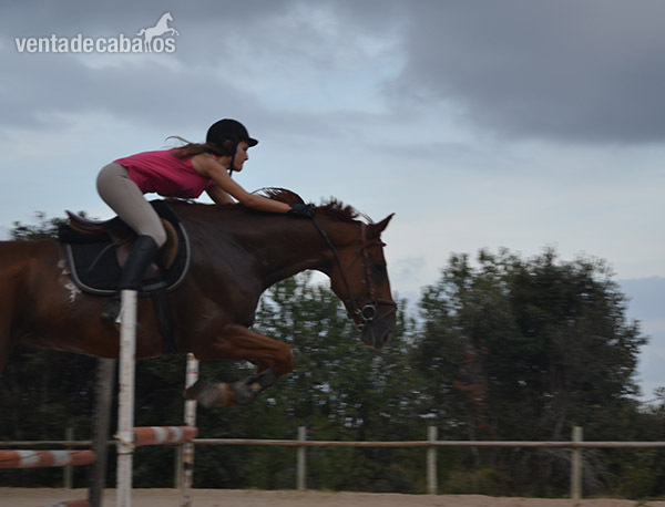 VENDO CABALLO A/A in 
