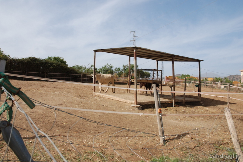 Gran Cortijo Contemporaneo - Finca ecuestre