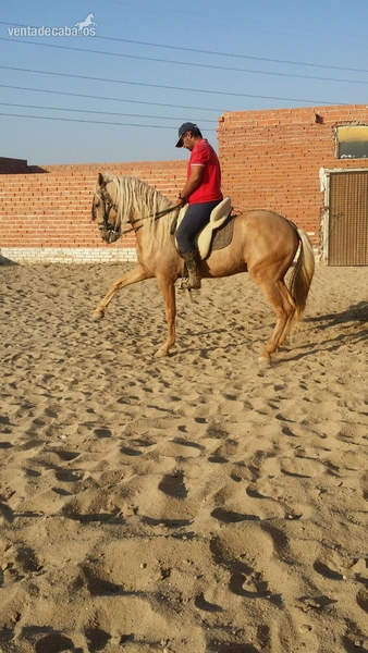 Potro Lusitano perla in 