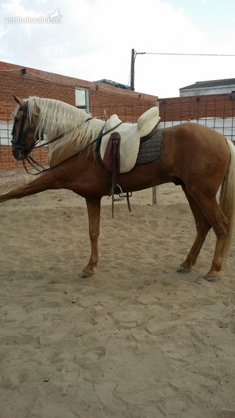 Lusitano