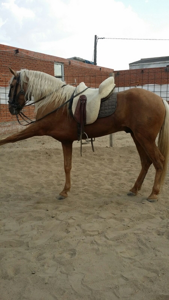 Lusitano