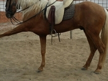 Potro Lusitano perla