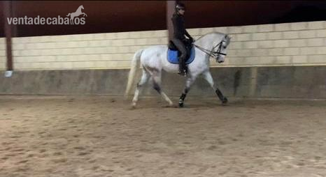  Caballo de Deporte Español in 