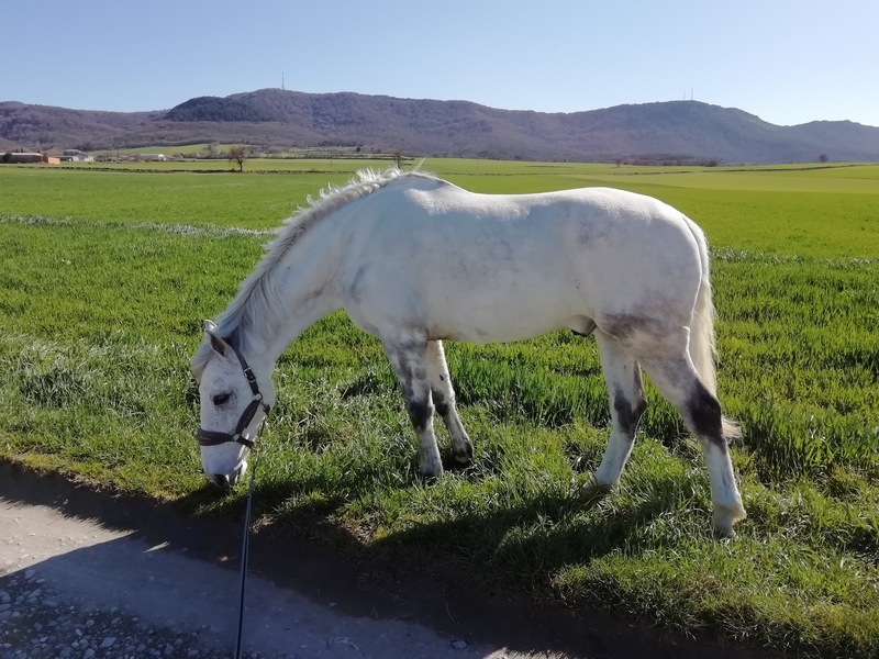 Caballo de Deporte Español (CDE)