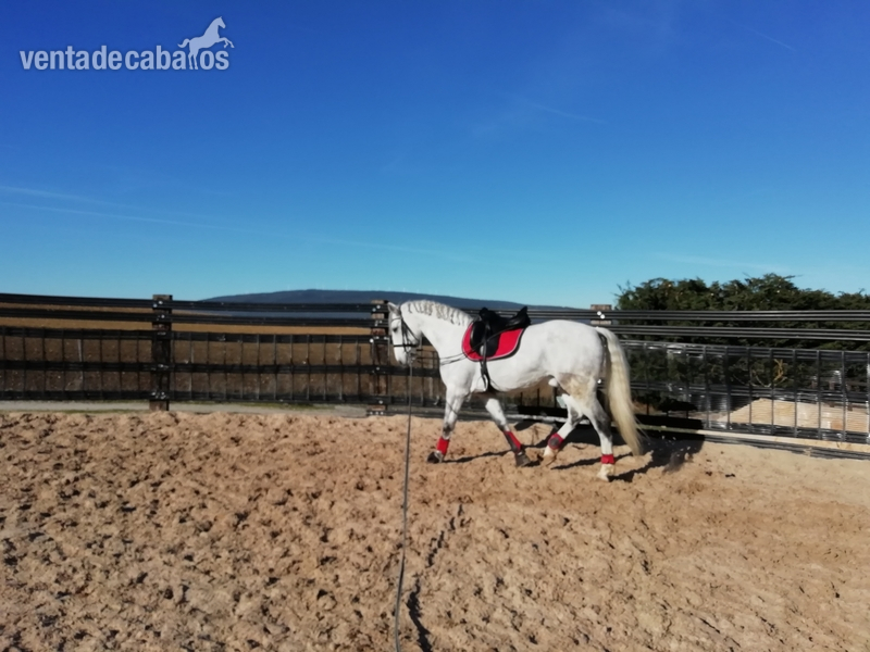 Caballo de Deporte Español (CDE) {TYPE}