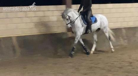 Caballos Capados Caballo de Deporte Español (CDE) -  Caballo de Deporte Español