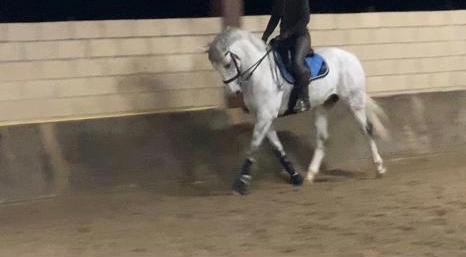 Caballos Capados Caballo de Deporte Español (CDE) -  Caballo de Deporte Español