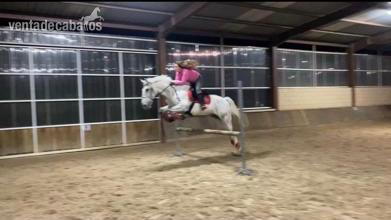  Caballo de Deporte Español - Caballos Capados Caballo de Deporte Español (CDE)