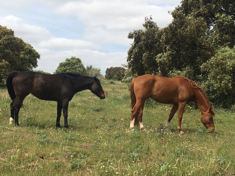 Pupilaje en libertad paddock paradise in Arroyomolinos Madrid