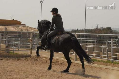 Semental PRE negro a la Venta montado/domado in 