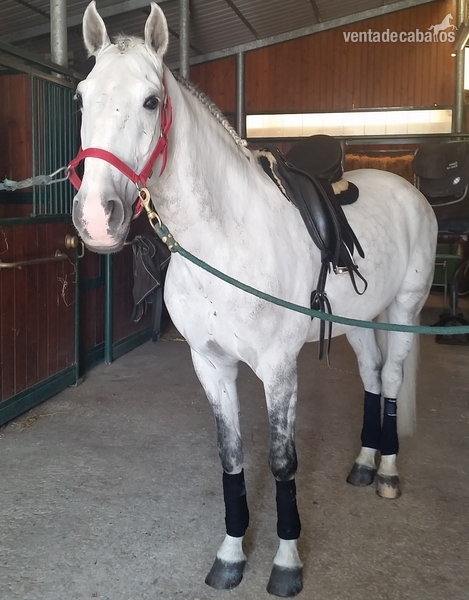 Vendo caballo PSL in 
