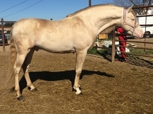 SEMENTAL PRE ALBINO
