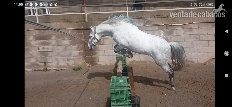 Pony C espectacular in 
