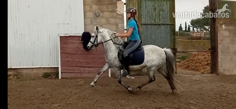 Pony