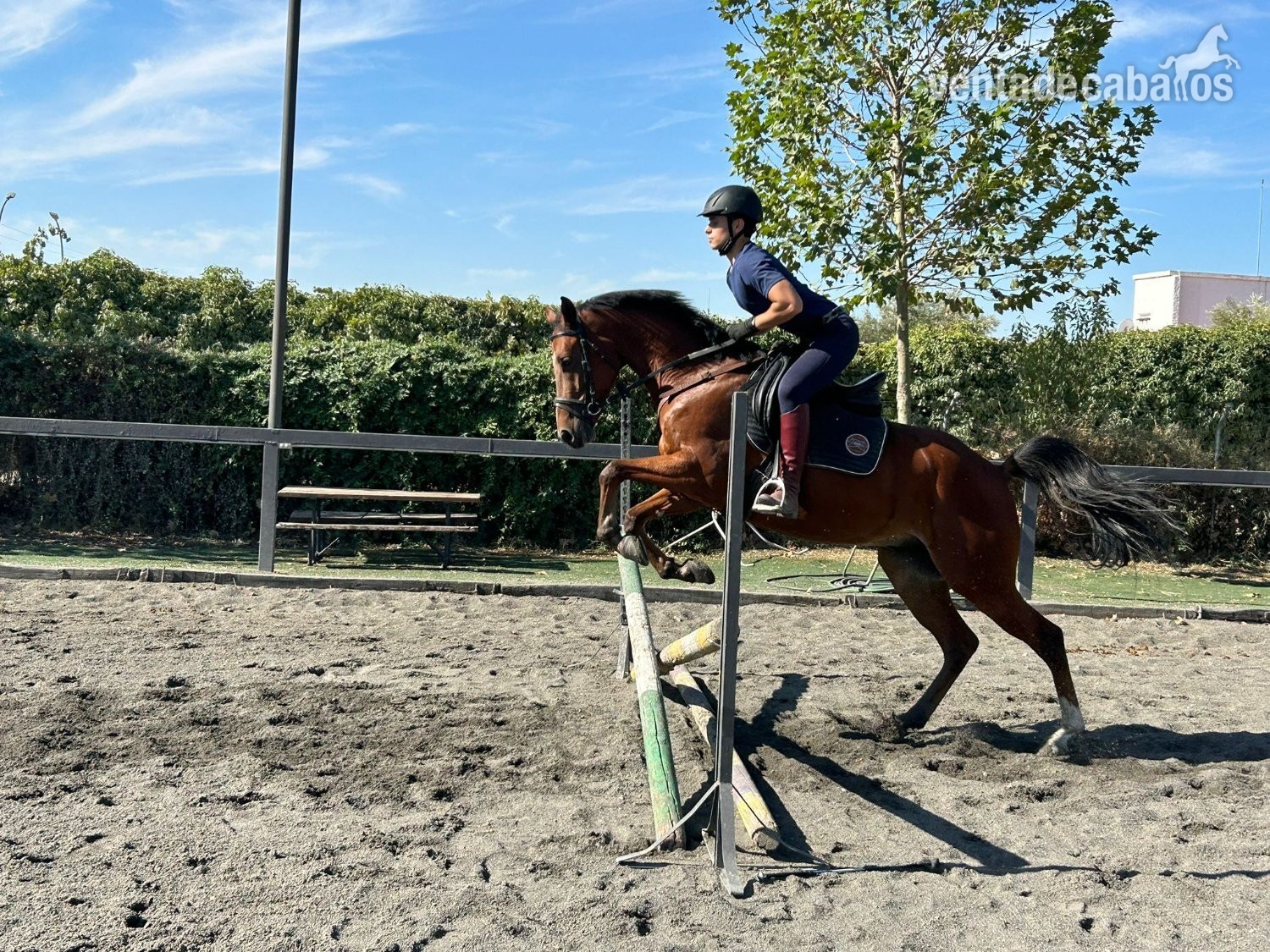 Caballo cruzado angloarabe in 