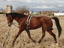 Caballo cruzado angloarabe