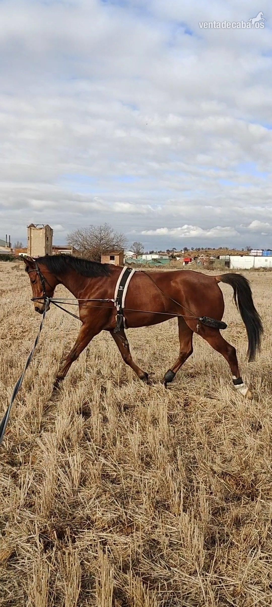 Caballo cruzado angloarabe - Caballos Capados EMPTY