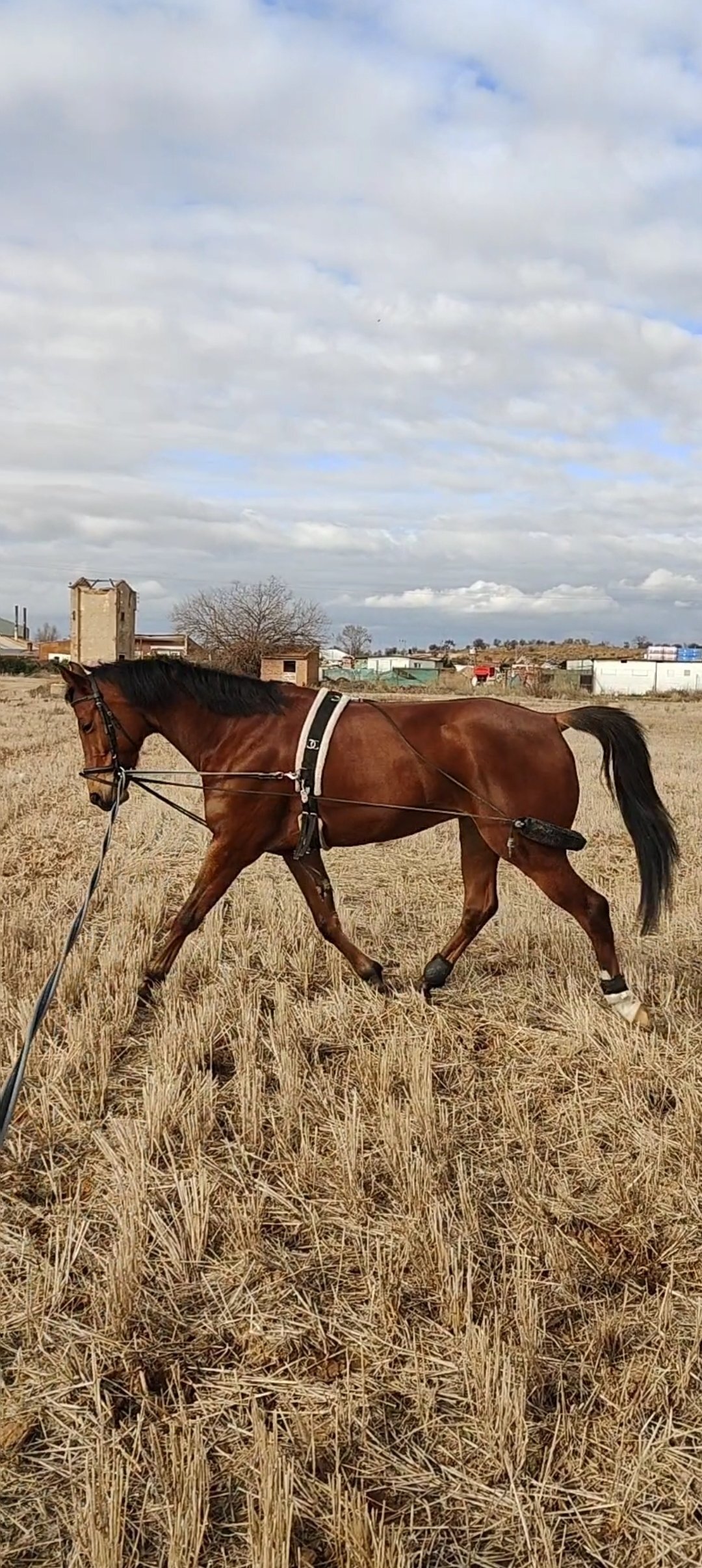 Caballo cruzado angloarabe - Caballos Capados EMPTY