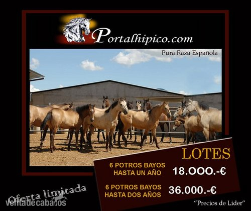 LOTE DE POTROS PRE DE CAPA BAYA  in 
