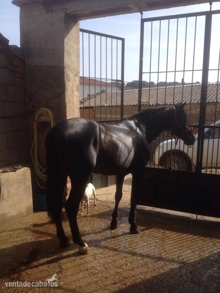 Caballo pre castaño in 