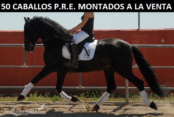 Compra tu caballo PRE desde 53€/mes in 