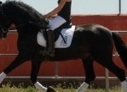Compra tu caballo PRE desde 53€/mes