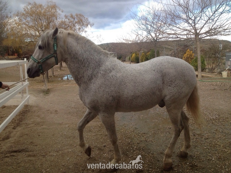 CABALLO PRE TORDO PICAZO in 