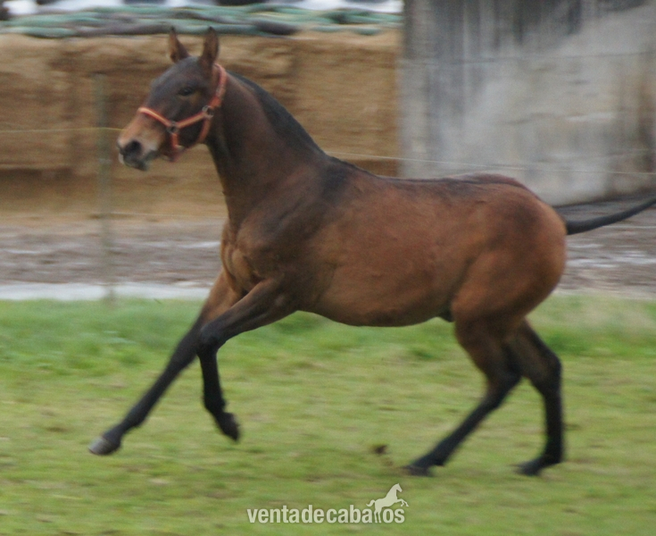 Caballos Pura Raza Española (P.R.E.) Pura Raza Española - Potro Pre de concurso