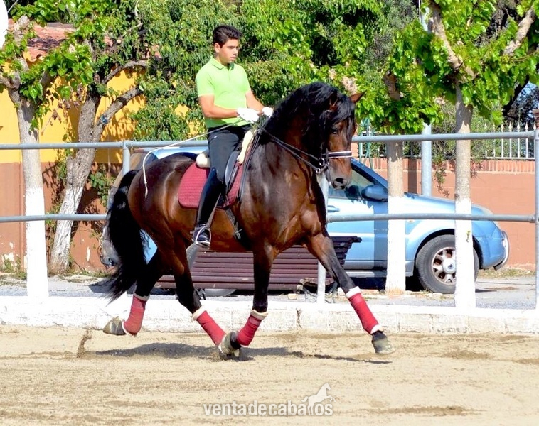 En venta caballo P.R.E. in 