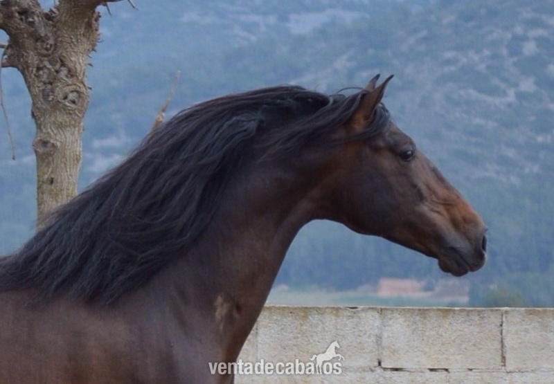 Caballos Pura Raza Española (P.R.E.) Pura Raza Española - En venta caballo P.R.E.