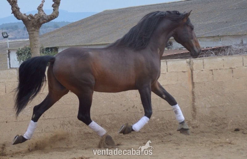 En venta caballo P.R.E. - Caballos Pura Raza Española (P.R.E.) Pura Raza Española