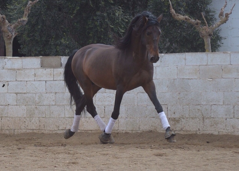 En venta caballo P.R.E. - Pura Raza Española